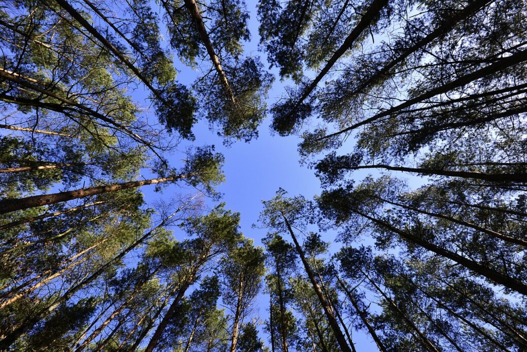 forest-231066_1280