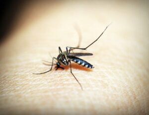 mosquito-1548947_1920