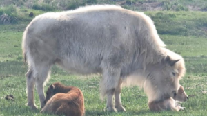 cría de bisonte blanco