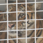 Trasladan osos del ex zoológico de Luján a un santuario en Europa